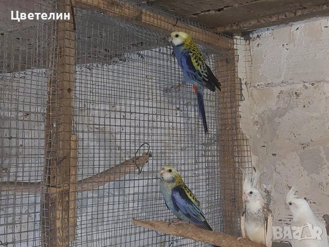  Чифт Жълтоглави розели