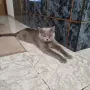 Британски сиви котенца , снимка 7