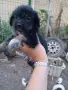Подарявам малки кученца , снимка 3