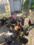 🥚 Домашни яйца от свободно отглеждани кокошки – Пловдив 🐓 , снимка 15