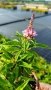 Будлея Розова наслада, Buddleja Pink Delight, снимка 6