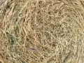Продавам бали люцерна, 2-ри откос, снимка 2