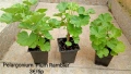 Сортово мушкато Pelargonium Plum Rambler / Зонално мушкато , снимка 3