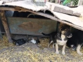 подарявам кученца, снимка 4