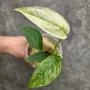 Добре вкоренена "Monstera Mint", снимка 5