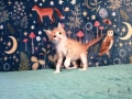 Коте за осиновяване, снимка 6
