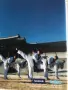 Корейски падове за мишка – традиционна кухня и таекуондо „Visit Korea Year 2010–2012“, снимка 6