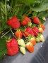 Продавам разсад ягоди , снимка 2