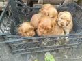 кокер шпаньол чистокръвни , снимка 1