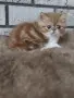 Екзотично късокосместо коте 😻, снимка 9