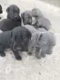 Кане корсо бебета , снимка 2