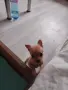 животни кучета мини пинчер , снимка 1