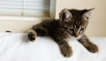 Подарявам малко котенце - момченце, снимка 6