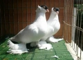 ГЪЛЪБИ    ГЪЛЪБ , снимка 3