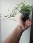 Хоя, hoya Retusa, снимка 3