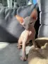 Канадски свинкс, снимка 1