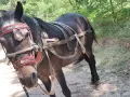 скопен кон много кротък , снимка 4