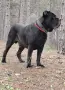 Кане Корсо Италиано , снимка 6