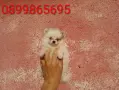 Померани. Снимки от днес !, снимка 5