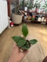 Hoya Хоя Patricia, снимка 2