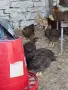 червена катунка, снимка 1