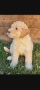 Lagotto Romaniolo , снимка 5