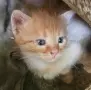 4 малки котенца, снимка 14