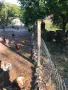 продавам ярки и петли на 3-4 месеца, снимка 2