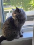 британски късокосмести котета, снимка 11