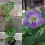 Продавам различни цветя, снимка 6