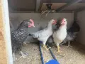 продавам петлета, снимка 1