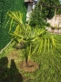 Палми Трахикарпус , Trachycarpus fortunei, снимка 6