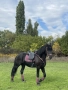 Продавам чистокръвен фризийски кастрат, снимка 6