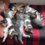 Супер котета!!!, снимка 8