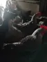 млади петли излюпени на 14 май!, снимка 4