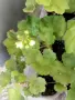 Сортово Мушкато 3 €/бр налични 3 сорта , снимка 8