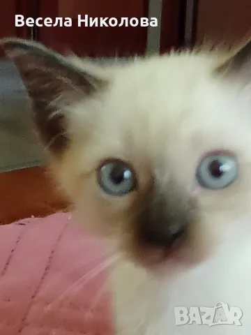 Мъжко сиамско коте