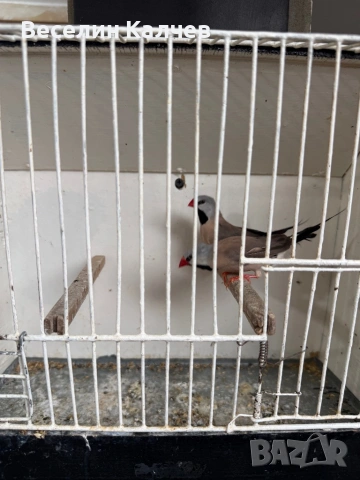 Амадини, снимка 2 - Амадини - 54916860