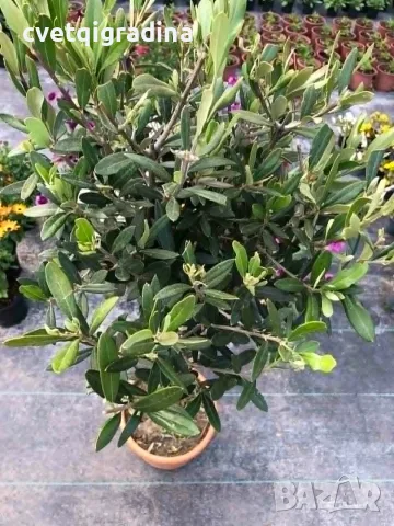 Olea europaea Topiary-Европейска маслина, снимка 3 - Градински цветя и растения - 55405871