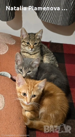 Супер котета ангорчета!!!