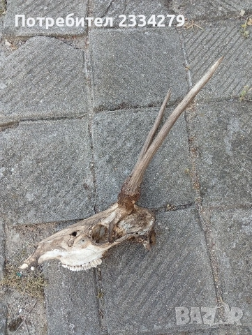 Стари рога от елен бодлар., снимка 5 - Колекции - 55015245