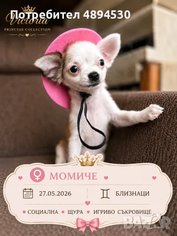 Чистокръвни мини Чихуахуа