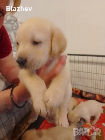Лабрадор ретривър , снимка 4 - Лабрадор ретривър - 54367430