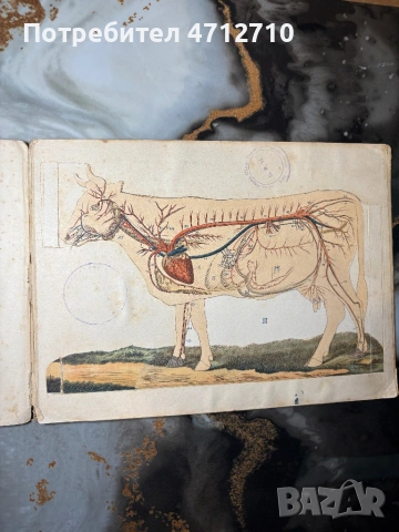 Антикварна руска книга „Корова“ – анатомия на едър рогат добитък (1897 г.), снимка 8 - Антикварни и старинни предмети - 54161446