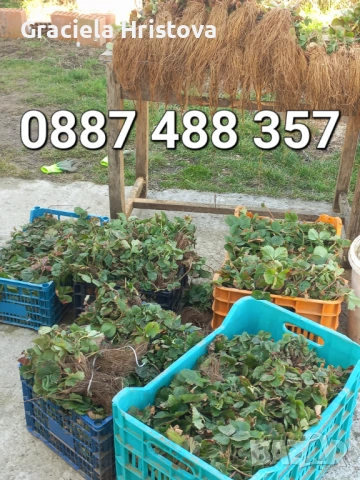 Продавам разсад ягоди , снимка 3 - Сортови семена и луковици - 54109437