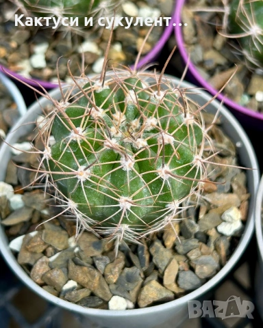 Кактус вид Echinopsis Hybrid бял лебед, снимка 4 - Градински цветя и растения - 54593949