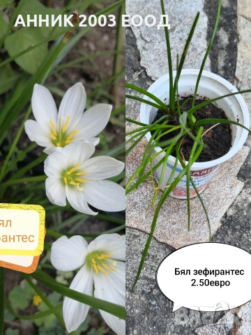 Градински цветя , снимка 5 - Градински цветя и растения - 55055236