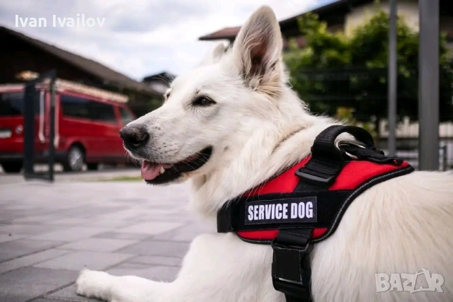 Професионален кучешки нагръдник K9 SERVICE DOG – Розов (XL) / Зелен (L)