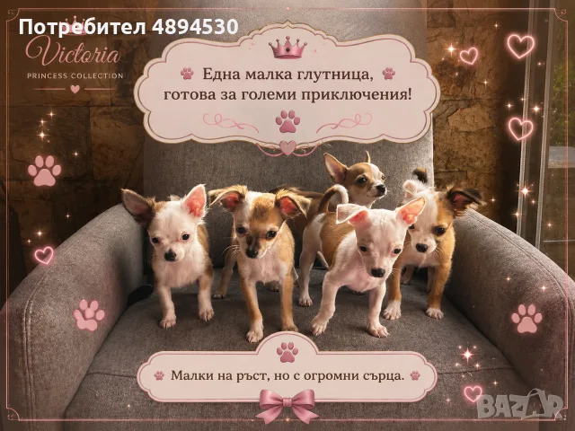 Чистокръвни мини Чихуахуа, снимка 15 - Чихуахуа - 55383127