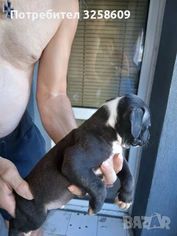 🐶 Продавам красиви Американски Питбул кученца - 8 броя, 2 месеца, снимка 4 - Питбул - 55679299